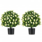 Boxwood