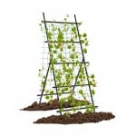 Double Trellis