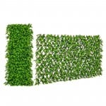 Green Eucalyptus