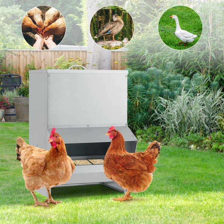 Galvanized wall mount chicken feeder with 50 lbs capacity, designed for easy refilling and suitable for multiple.