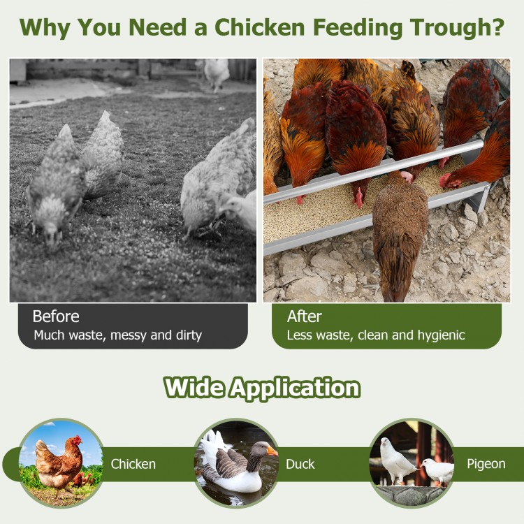 Metal chicken feeder with drainage holes, accommodates 12 chickens, rustproof galvanized steel for clean feeding.