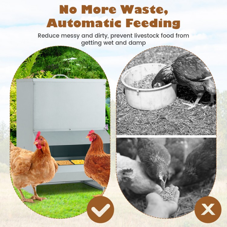 Wall mount galvanized chicken feeder with 50 lbs capacity, designed to reduce waste and keep food fresh for poultry.