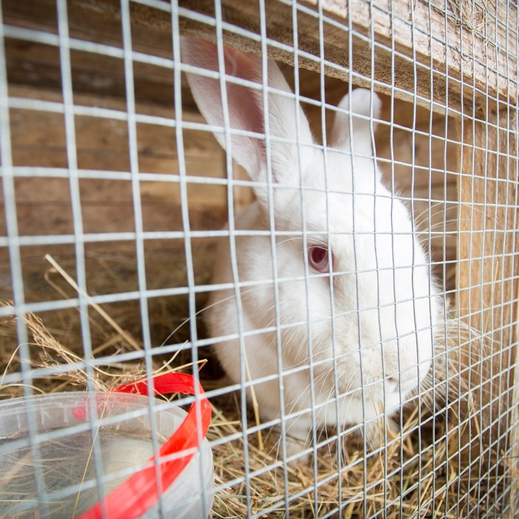 White rabbit in a cage covered with galvanized hardware cloth, providing safety and protection for pets.