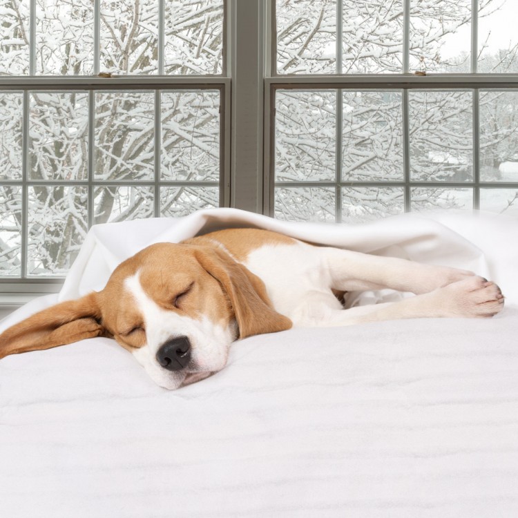 Cozy massage table warmer with 5 heat settings, featuring auto-off safety and easy wash for full-sized tables.