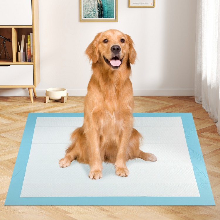Golden retriever sitting on a blue 36" x 36" dog pee pad, designed for maximum absorption and leak protection.