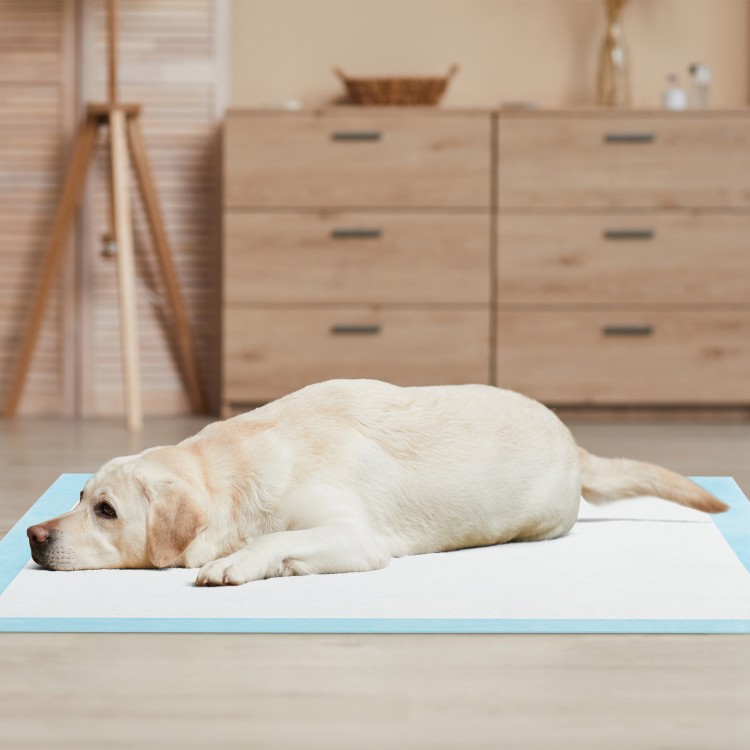 Dog lying on a blue 36" x 36" pee pad, designed for maximum absorption and leak protection during potty training.