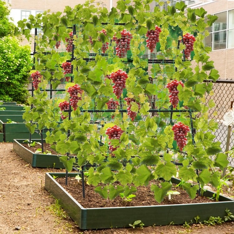 A-frame garden trellis with climbing netting, showcasing strong support clips and stability for outdoor plants.
