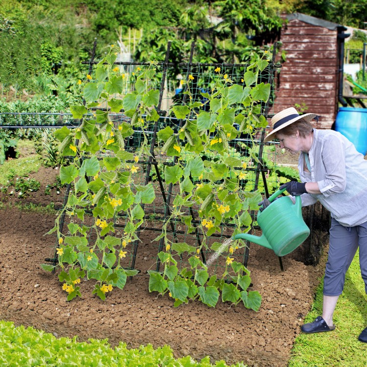A gardener waters climbing plants on a 74-inch tall black garden trellis, designed for stability and plant support.