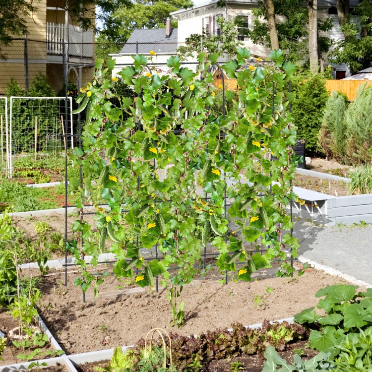 U-shaped tall garden trellis for climbing plants, featuring PE-coated metal tubes and secure anchoring for optimal.