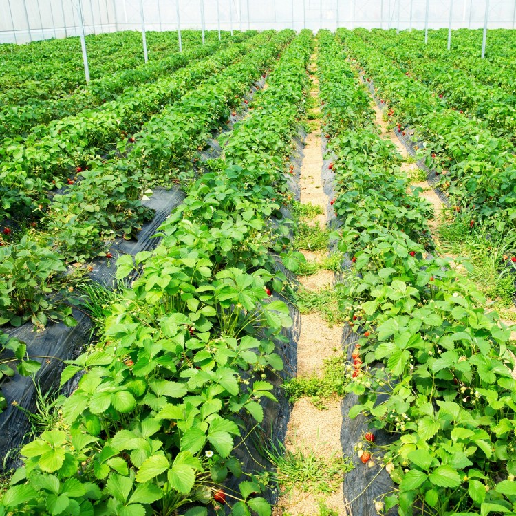 Weed barrier landscape fabric laid in a greenhouse, ideal for preventing weeds in vegetable gardens and flower beds.