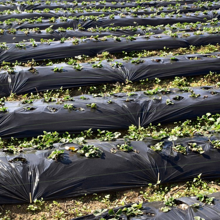 Weed barrier landscape fabric with plants growing through, designed for effective weed prevention and drainage in.