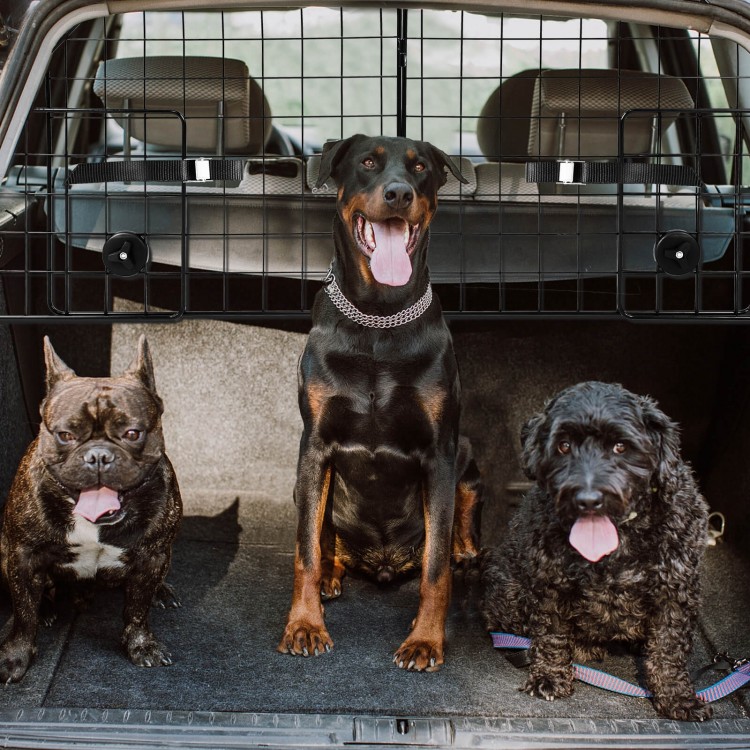 Folding pet divider gate in an SUV with three dogs, featuring adjustable design and heavy-duty metal frame for safety.