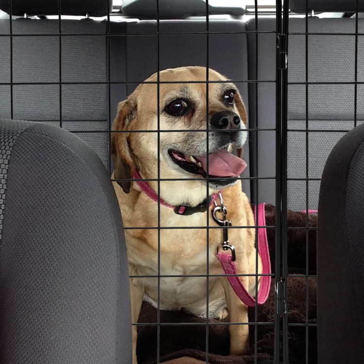 Folding pet divider gate in an SUV, featuring adjustable design and sturdy metal frame for pet safety during travel.