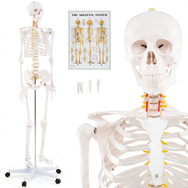 Life-size human skeleton model with detachable skull cap, movable jaw, and flexible joints for anatomy study and.