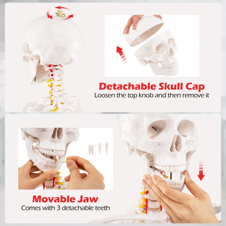 Life-size human skeleton model showing detachable skull cap and movable jaw with three detachable teeth for anatomy.