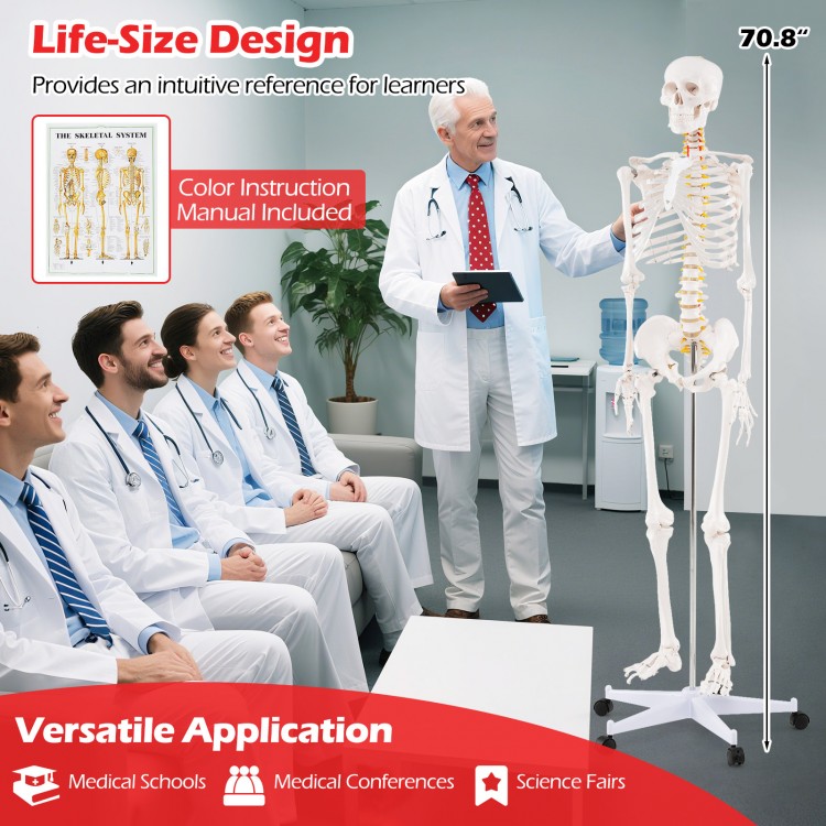 Life-size human skeleton model with movable jaw and detachable skull cap, ideal for anatomy study and education.
