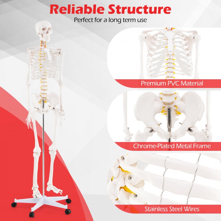 Life-size human skeleton model with detachable skull cap, premium PVC material, and chrome-plated metal frame for.