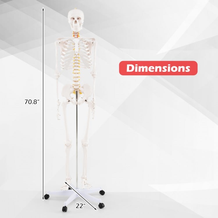 Life-size human skeleton model with movable jaw, detachable skull cap, and dimensions of 70.8" height and 22" width.