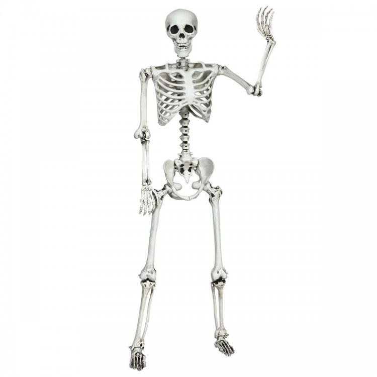 Life-size 5.4-foot Halloween skeleton with movable joints, perfect for spooky decorations at parties or outdoor.