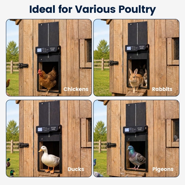 Solar powered automatic chicken coop door designed for various poultry, featuring anti-pinch function and clear display.