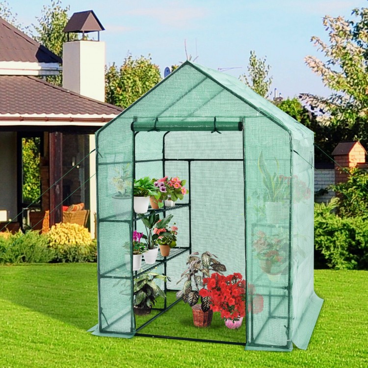 Walk-in greenhouse with observation windows, made of PE material, featuring 8 shelves for plants and a roll-up door.