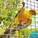 Close-up of galvanized hardware cloth mesh roll, 23-gauge steel, 1/4" holes, ideal for protecting gardens and pets.