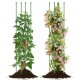 Two garden trellises showcasing adjustable height for supporting tomato plants and climbing flowers, made of durable.