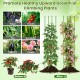 2-Pack Garden Trellis Tomato Cage with Adjustable Height - Gallery View 11 of 11
