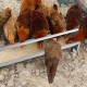 Metal chicken feeder with drainage holes, holding food for 12 chickens, made of rustproof galvanized steel.