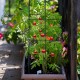 Garden trellis supporting climbing tomato plants, featuring a dark green iron frame for vertical growth in a flower pot.