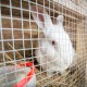 White rabbit in a cage covered with galvanized hardware cloth, providing safety and protection for pets.