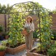 Tall black metal garden arch trellis supporting climbing plants, enhancing growth and making harvest easy in a garden.