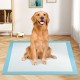 Golden retriever sitting on a blue 36" x 36" dog pee pad, designed for maximum absorption and leak protection.