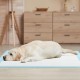 Dog lying on a blue 36" x 36" pee pad, designed for maximum absorption and leak protection during potty training.