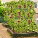 A-frame garden trellis with climbing netting, showcasing strong support clips and stability for outdoor plants.