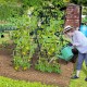 A gardener waters climbing plants on a 74-inch tall black garden trellis, designed for stability and plant support.