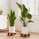 Acacia wood rolling plant stands with 360° lockable casters, ideal for stable plant display and easy mobility.