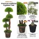 3 feet decorative artificial cedar topiary tree with rattan trunk, realistic PE leaves, stable cement-filled pot for.