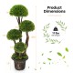 Decorative 3 Feet Artificial Cedar Topiary Tree with rattan trunk and weather-resistant PE leaves for indoor and.