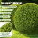 Lifelike 20-inch artificial topiary spheres made of sun-protective PE material, perfect for patio or garden decoration.