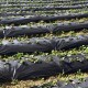 Weed barrier landscape fabric with plants growing through, designed for effective weed prevention and drainage in.