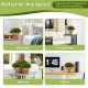 Artificial boxwood topiary trees in golden pots, perfect for home or office decor, requiring no maintenance.