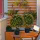 Two-pack artificial boxwood topiary ball trees with orange fruit in black pots, perfect for home decoration and low.