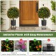 2-pack artificial boxwood topiary ball trees with orange fruit in cement-filled pots, ideal for home decoration.