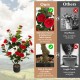 38-inch artificial camellia tree with silk flowers and durable PE trunk in a cement pot, perfect for year-round.