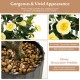38-inch artificial camellia tree with 24 yellow flowers and glossy pebbles in a cement pot, perfect for year-round.