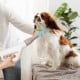 Dog hair blower with adjustable temperature, negative ion technology, and 5-finger comb nozzle for effective drying.