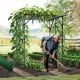 Large garden arch trellis with climbing plants, made of weather-resistant metal, ideal for outdoor grape vine support.