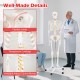 Life-size human skeleton model with flexible joints and transparent cartilage, ideal for anatomy study and education.