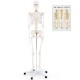 Life-size human skeleton model with detachable skull, movable jaw, and 5-claw base for anatomy education and display.